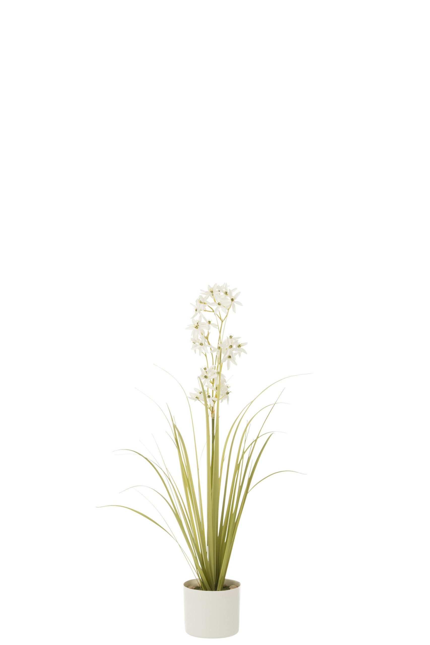Allium en pot plastique vert/blanc small
